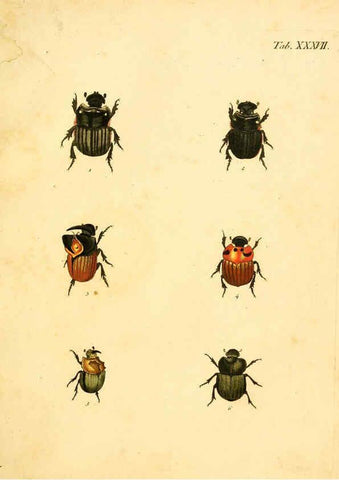 Reproducción/Reproduction 6008239059: Abbildungen zu Karl Illiger's Uebersetzung von Olivier's Entomologie plates Nürnberg :Gedruckt auf Kosten des Herausgebers,1802-1803