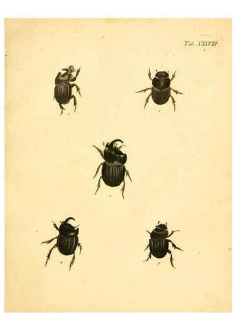Reproducción/Reproduction 6008786878: Abbildungen zu Karl Illiger's Uebersetzung von Olivier's Entomologie plates Nürnberg :Gedruckt auf Kosten des Herausgebers,1802-1803