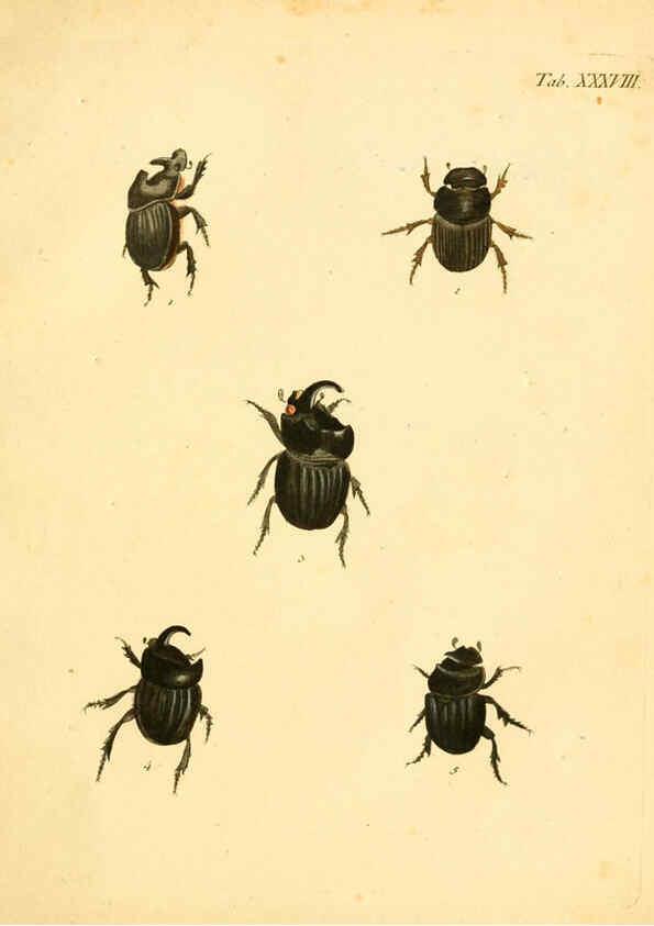 Reproducción/Reproduction 6008786878: Abbildungen zu Karl Illiger's Uebersetzung von Olivier's Entomologie plates Nürnberg :Gedruckt auf Kosten des Herausgebers,1802-1803