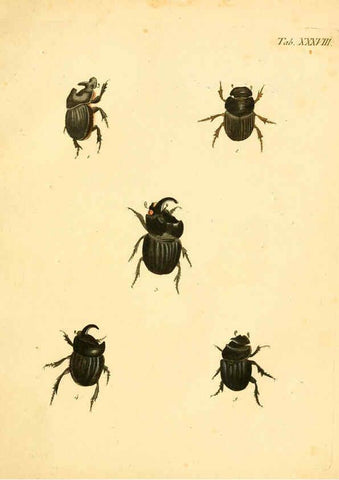 Reproducción/Reproduction 6008786878: Abbildungen zu Karl Illiger's Uebersetzung von Olivier's Entomologie plates Nürnberg :Gedruckt auf Kosten des Herausgebers,1802-1803