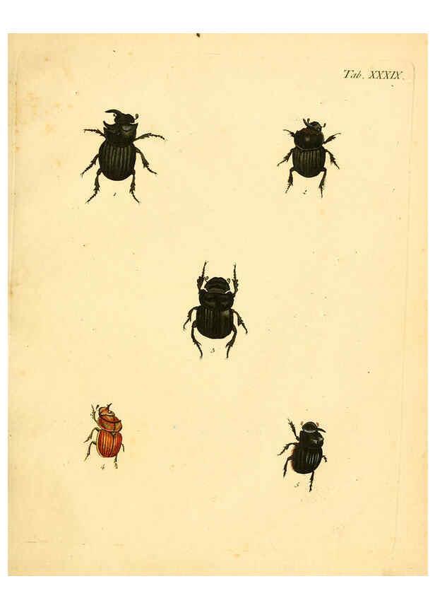 Reproducción/Reproduction 6008239513: Abbildungen zu Karl Illiger's Uebersetzung von Olivier's Entomologie plates Nürnberg :Gedruckt auf Kosten des Herausgebers,1802-1803