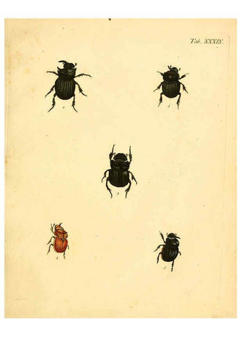 Reproducción/Reproduction 6008239513: Abbildungen zu Karl Illiger's Uebersetzung von Olivier's Entomologie plates Nürnberg :Gedruckt auf Kosten des Herausgebers,1802-1803