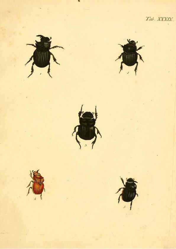 Reproducción/Reproduction 6008239513: Abbildungen zu Karl Illiger's Uebersetzung von Olivier's Entomologie plates Nürnberg :Gedruckt auf Kosten des Herausgebers,1802-1803