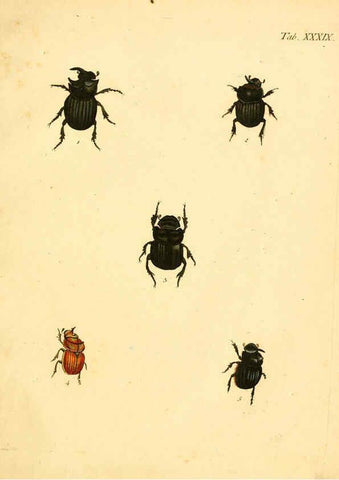 Reproducción/Reproduction 6008239513: Abbildungen zu Karl Illiger's Uebersetzung von Olivier's Entomologie plates Nürnberg :Gedruckt auf Kosten des Herausgebers,1802-1803