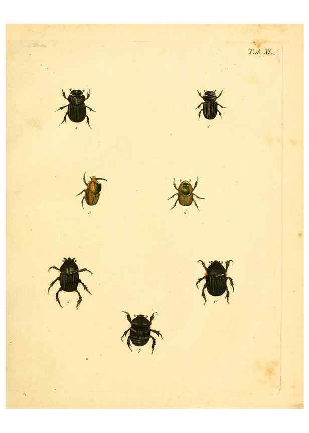 Reproducción/Reproduction 6008787326: Abbildungen zu Karl Illiger's Uebersetzung von Olivier's Entomologie plates Nürnberg :Gedruckt auf Kosten des Herausgebers,1802-1803