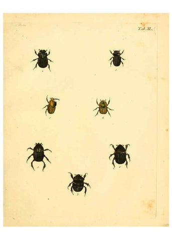 Reproducción/Reproduction 6008787326: Abbildungen zu Karl Illiger's Uebersetzung von Olivier's Entomologie plates Nürnberg :Gedruckt auf Kosten des Herausgebers,1802-1803