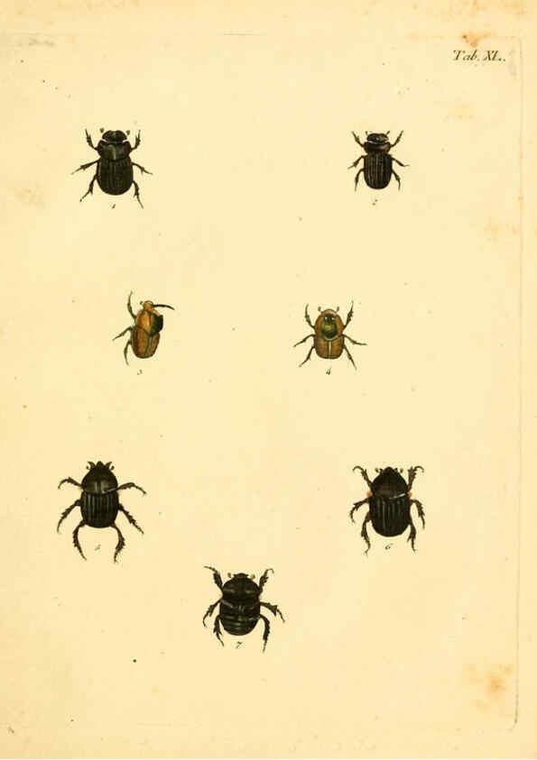 Reproducción/Reproduction 6008787326: Abbildungen zu Karl Illiger's Uebersetzung von Olivier's Entomologie plates Nürnberg :Gedruckt auf Kosten des Herausgebers,1802-1803
