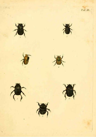 Reproducción/Reproduction 6008787326: Abbildungen zu Karl Illiger's Uebersetzung von Olivier's Entomologie plates Nürnberg :Gedruckt auf Kosten des Herausgebers,1802-1803