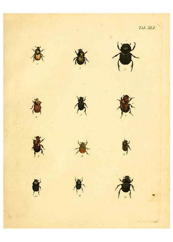 Reproducción/Reproduction 6008787488: Abbildungen zu Karl Illiger's Uebersetzung von Olivier's Entomologie plates Nürnberg :Gedruckt auf Kosten des Herausgebers,1802-1803