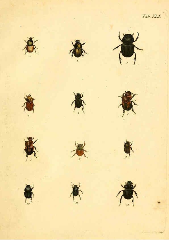 Reproducción/Reproduction 6008787488: Abbildungen zu Karl Illiger's Uebersetzung von Olivier's Entomologie plates Nürnberg :Gedruckt auf Kosten des Herausgebers,1802-1803