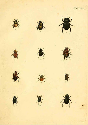 Reproducción/Reproduction 6008787488: Abbildungen zu Karl Illiger's Uebersetzung von Olivier's Entomologie plates Nürnberg :Gedruckt auf Kosten des Herausgebers,1802-1803