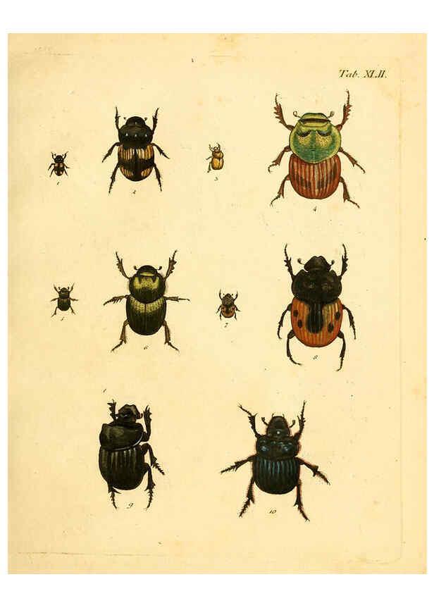 Reproducción/Reproduction 6008787656: Abbildungen zu Karl Illiger's Uebersetzung von Olivier's Entomologie plates Nürnberg :Gedruckt auf Kosten des Herausgebers,1802-1803