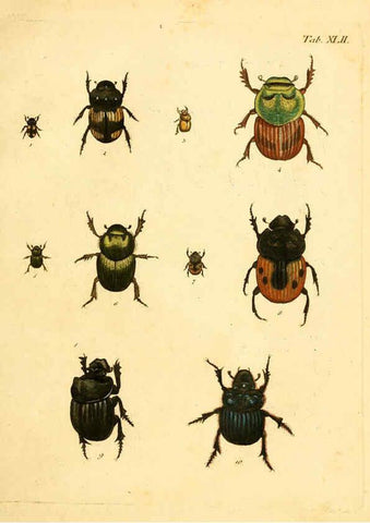 Reproducción/Reproduction 6008787656: Abbildungen zu Karl Illiger's Uebersetzung von Olivier's Entomologie plates Nürnberg :Gedruckt auf Kosten des Herausgebers,1802-1803