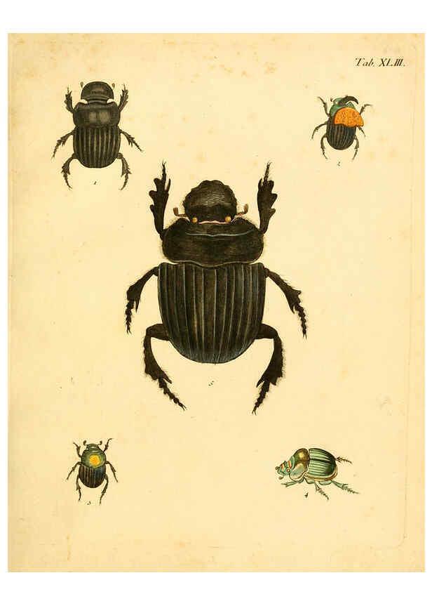 Reproducción/Reproduction 6008787912: Abbildungen zu Karl Illiger's Uebersetzung von Olivier's Entomologie plates Nürnberg :Gedruckt auf Kosten des Herausgebers,1802-1803