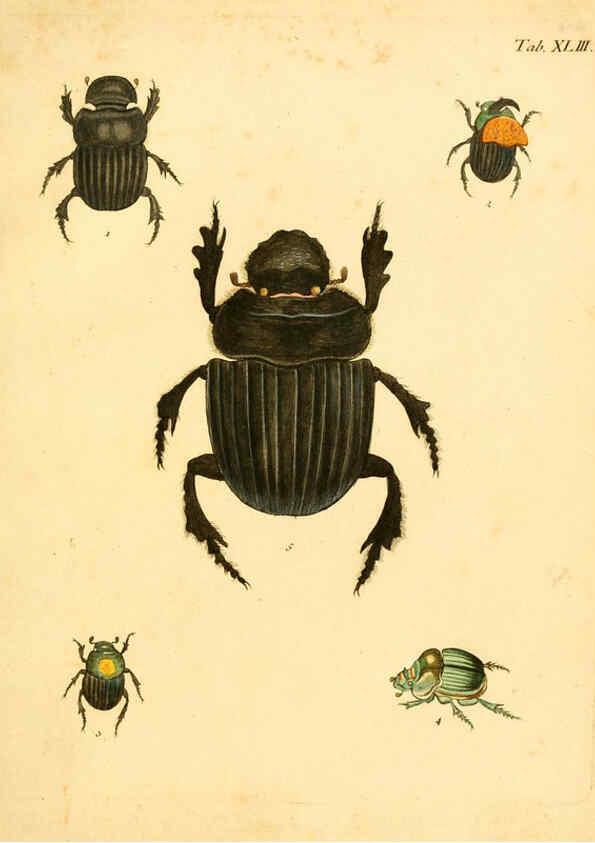 Reproducción/Reproduction 6008787912: Abbildungen zu Karl Illiger's Uebersetzung von Olivier's Entomologie plates Nürnberg :Gedruckt auf Kosten des Herausgebers,1802-1803