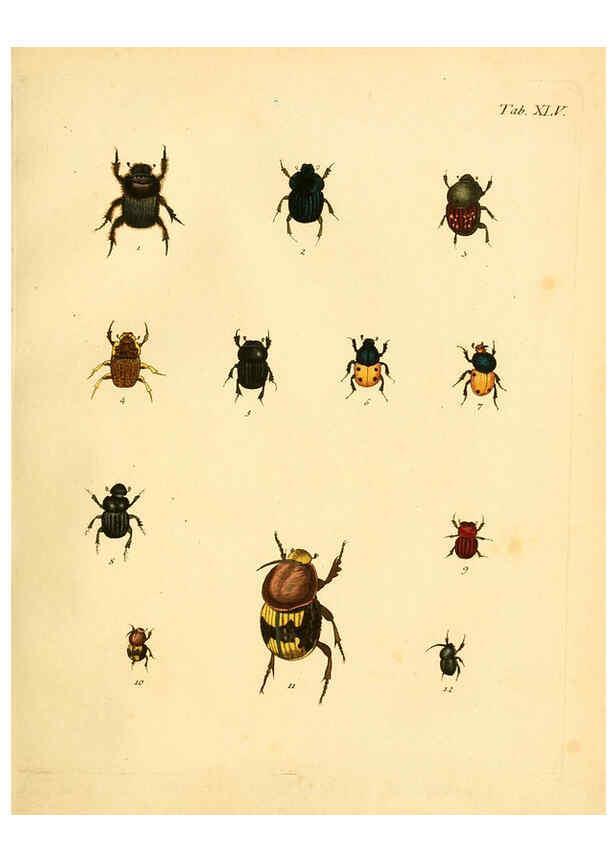 Reproducción/Reproduction 6008240701: Abbildungen zu Karl Illiger's Uebersetzung von Olivier's Entomologie plates Nürnberg :Gedruckt auf Kosten des Herausgebers,1802-1803