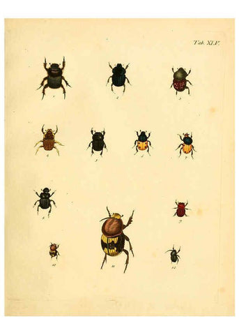Reproducción/Reproduction 6008240701: Abbildungen zu Karl Illiger's Uebersetzung von Olivier's Entomologie plates Nürnberg :Gedruckt auf Kosten des Herausgebers,1802-1803