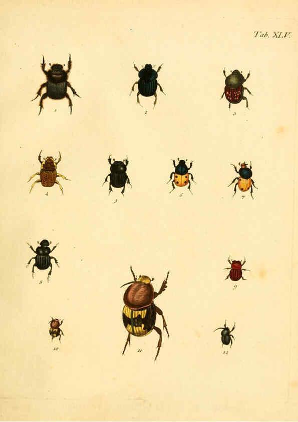 Reproducción/Reproduction 6008240701: Abbildungen zu Karl Illiger's Uebersetzung von Olivier's Entomologie plates Nürnberg :Gedruckt auf Kosten des Herausgebers,1802-1803