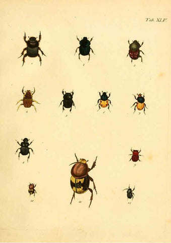 Reproducción/Reproduction 6008240701: Abbildungen zu Karl Illiger's Uebersetzung von Olivier's Entomologie plates Nürnberg :Gedruckt auf Kosten des Herausgebers,1802-1803