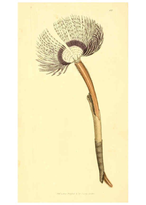 Reproducción/Reproduction 6008286815: The British miscellany London :Printed by R. Taylor & Co., and sold by the author, J. Sowerby by White, Johnson, Symonds, and all other booksellers,1806