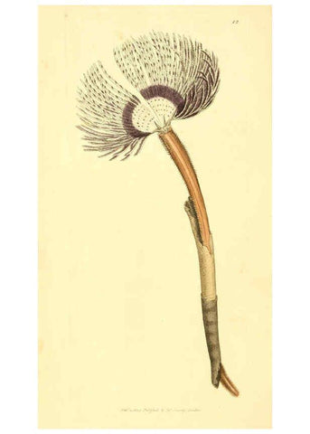 Reproducción/Reproduction 6008286815: The British miscellany London :Printed by R. Taylor & Co., and sold by the author, J. Sowerby by White, Johnson, Symonds, and all other booksellers,1806
