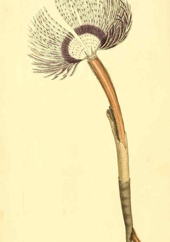 Reproducción/Reproduction 6008286815: The British miscellany London :Printed by R. Taylor & Co., and sold by the author, J. Sowerby by White, Johnson, Symonds, and all other booksellers,1806