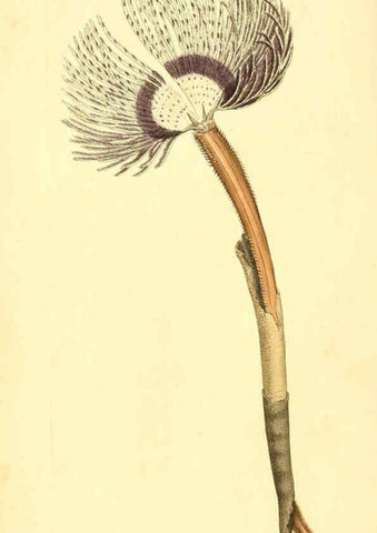 Reproducción/Reproduction 6008286815: The British miscellany London :Printed by R. Taylor & Co., and sold by the author, J. Sowerby by White, Johnson, Symonds, and all other booksellers,1806