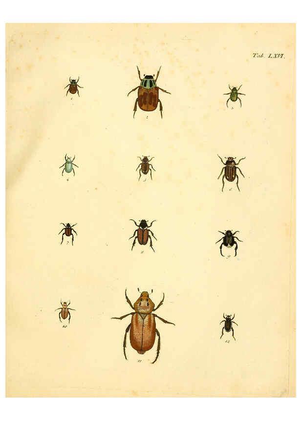 Reproducción/Reproduction 6008792318: Abbildungen zu Karl Illiger's Uebersetzung von Olivier's Entomologie plates Nürnberg :Gedruckt auf Kosten des Herausgebers,1802-1803