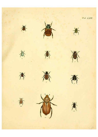 Reproducción/Reproduction 6008792318: Abbildungen zu Karl Illiger's Uebersetzung von Olivier's Entomologie plates Nürnberg :Gedruckt auf Kosten des Herausgebers,1802-1803