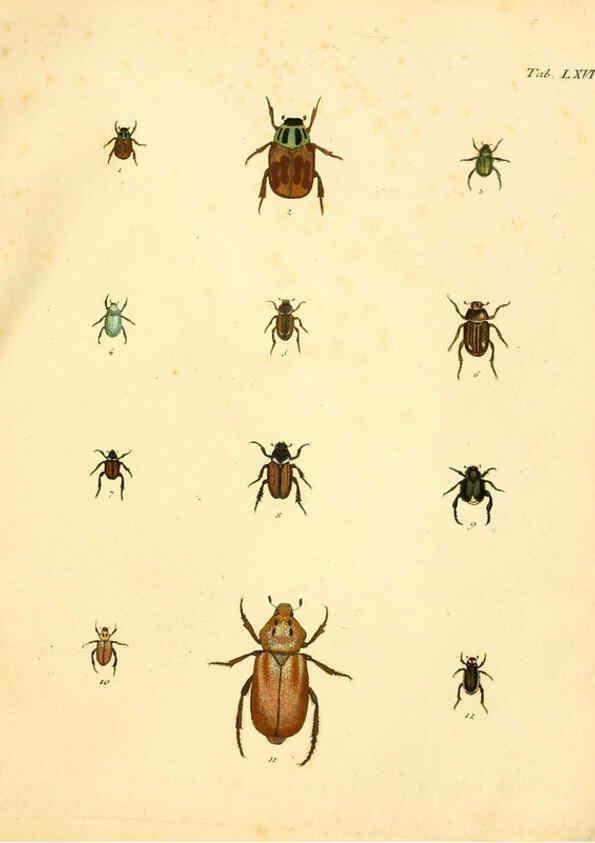 Reproducción/Reproduction 6008792318: Abbildungen zu Karl Illiger's Uebersetzung von Olivier's Entomologie plates Nürnberg :Gedruckt auf Kosten des Herausgebers,1802-1803