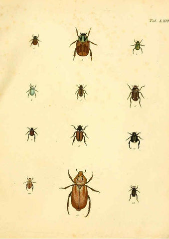 Reproducción/Reproduction 6008792318: Abbildungen zu Karl Illiger's Uebersetzung von Olivier's Entomologie plates Nürnberg :Gedruckt auf Kosten des Herausgebers,1802-1803