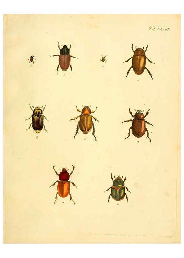 Reproducción/Reproduction 6008792724: Abbildungen zu Karl Illiger's Uebersetzung von Olivier's Entomologie plates Nürnberg :Gedruckt auf Kosten des Herausgebers,1802-1803
