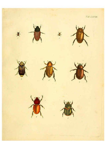 Reproducción/Reproduction 6008792724: Abbildungen zu Karl Illiger's Uebersetzung von Olivier's Entomologie plates Nürnberg :Gedruckt auf Kosten des Herausgebers,1802-1803