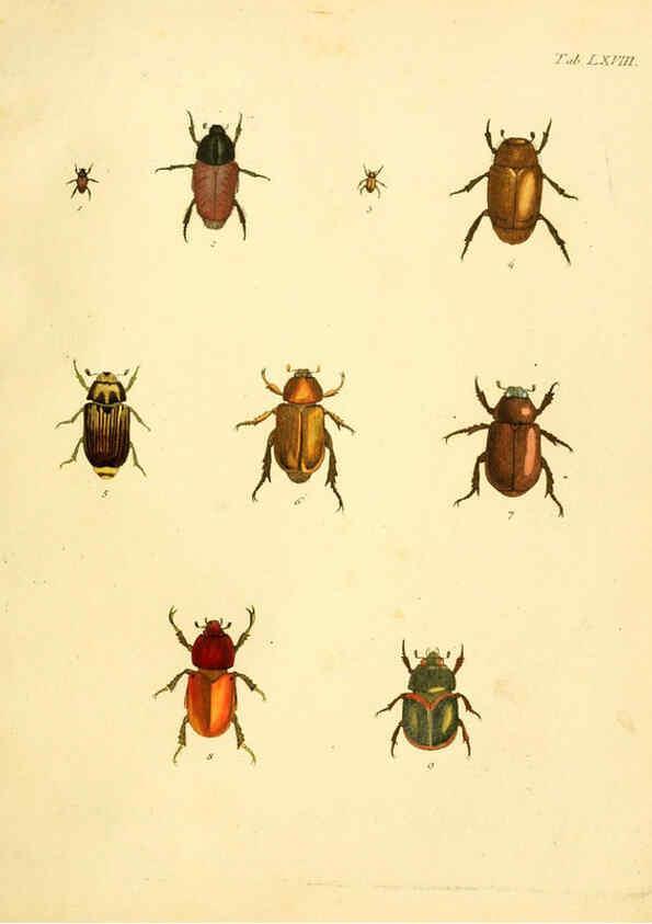 Reproducción/Reproduction 6008792724: Abbildungen zu Karl Illiger's Uebersetzung von Olivier's Entomologie plates Nürnberg :Gedruckt auf Kosten des Herausgebers,1802-1803