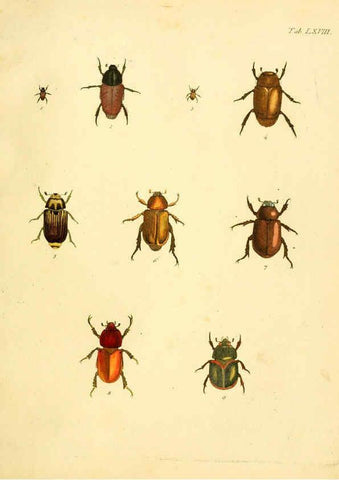 Reproducción/Reproduction 6008792724: Abbildungen zu Karl Illiger's Uebersetzung von Olivier's Entomologie plates Nürnberg :Gedruckt auf Kosten des Herausgebers,1802-1803