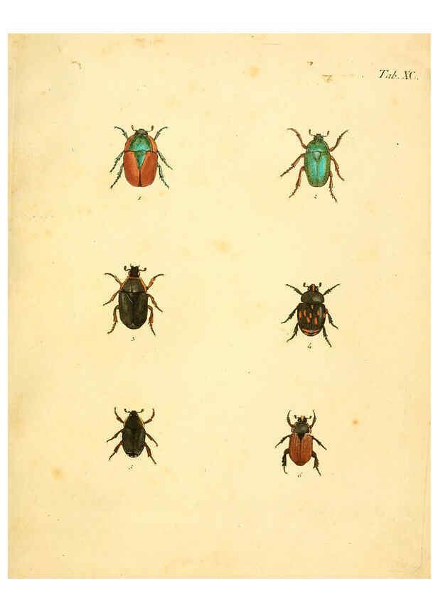 Reproducción/Reproduction 6008797080: Abbildungen zu Karl Illiger's Uebersetzung von Olivier's Entomologie plates Nürnberg :Gedruckt auf Kosten des Herausgebers,1802-1803