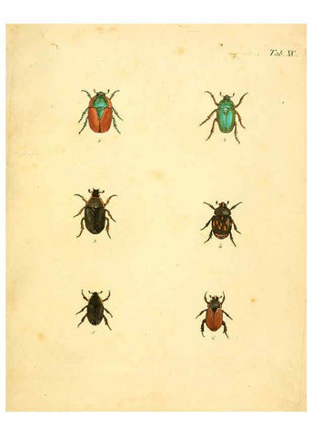 Reproducción/Reproduction 6008797080: Abbildungen zu Karl Illiger's Uebersetzung von Olivier's Entomologie plates Nürnberg :Gedruckt auf Kosten des Herausgebers,1802-1803