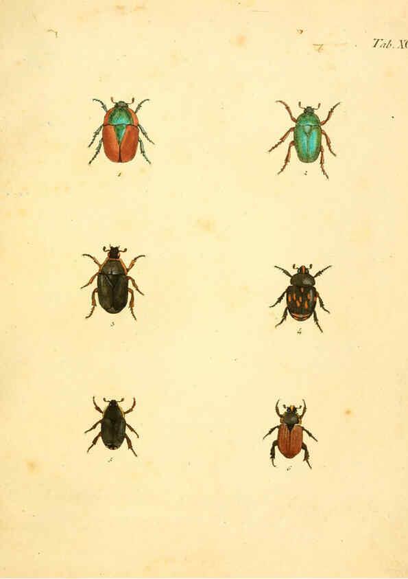 Reproducción/Reproduction 6008797080: Abbildungen zu Karl Illiger's Uebersetzung von Olivier's Entomologie plates Nürnberg :Gedruckt auf Kosten des Herausgebers,1802-1803