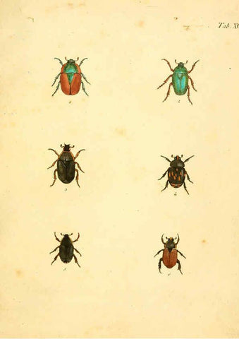 Reproducción/Reproduction 6008797080: Abbildungen zu Karl Illiger's Uebersetzung von Olivier's Entomologie plates Nürnberg :Gedruckt auf Kosten des Herausgebers,1802-1803