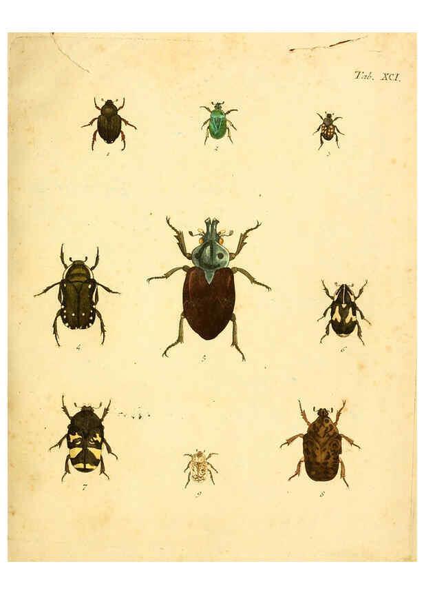 Reproducción/Reproduction 6008249729: Abbildungen zu Karl Illiger's Uebersetzung von Olivier's Entomologie plates Nürnberg :Gedruckt auf Kosten des Herausgebers,1802-1803