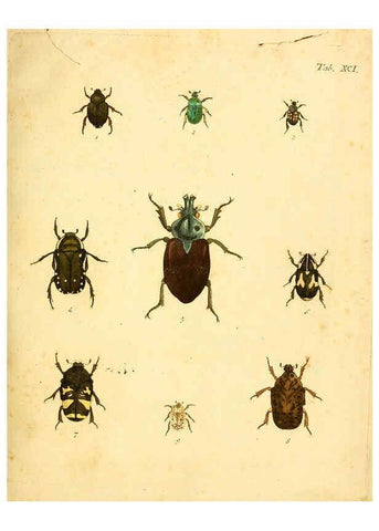 Reproducción/Reproduction 6008249729: Abbildungen zu Karl Illiger's Uebersetzung von Olivier's Entomologie plates Nürnberg :Gedruckt auf Kosten des Herausgebers,1802-1803