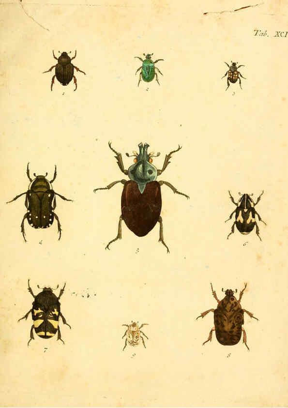 Reproducción/Reproduction 6008249729: Abbildungen zu Karl Illiger's Uebersetzung von Olivier's Entomologie plates Nürnberg :Gedruckt auf Kosten des Herausgebers,1802-1803