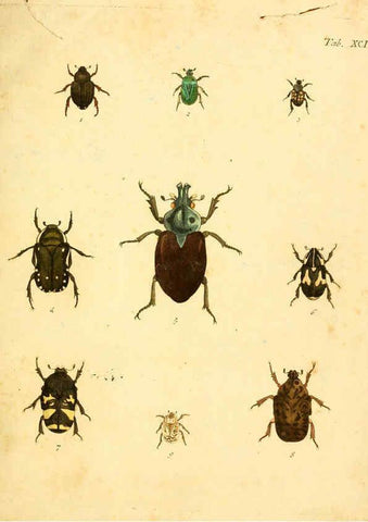 Reproducción/Reproduction 6008249729: Abbildungen zu Karl Illiger's Uebersetzung von Olivier's Entomologie plates Nürnberg :Gedruckt auf Kosten des Herausgebers,1802-1803
