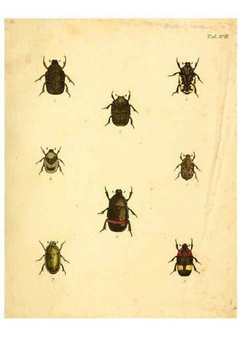 Reproducción/Reproduction 6008249915: Abbildungen zu Karl Illiger's Uebersetzung von Olivier's Entomologie plates Nürnberg :Gedruckt auf Kosten des Herausgebers,1802-1803