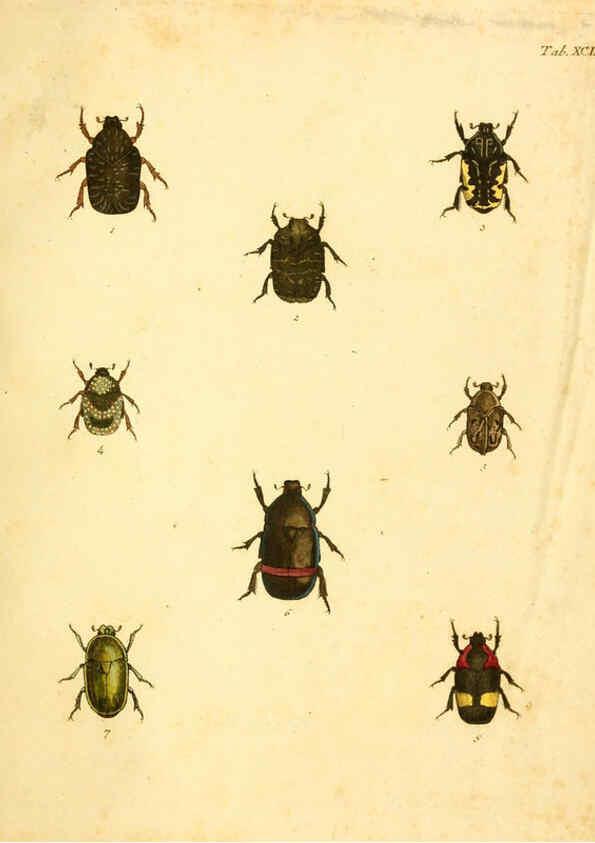 Reproducción/Reproduction 6008249915: Abbildungen zu Karl Illiger's Uebersetzung von Olivier's Entomologie plates Nürnberg :Gedruckt auf Kosten des Herausgebers,1802-1803