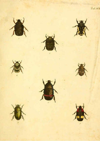 Reproducción/Reproduction 6008249915: Abbildungen zu Karl Illiger's Uebersetzung von Olivier's Entomologie plates Nürnberg :Gedruckt auf Kosten des Herausgebers,1802-1803
