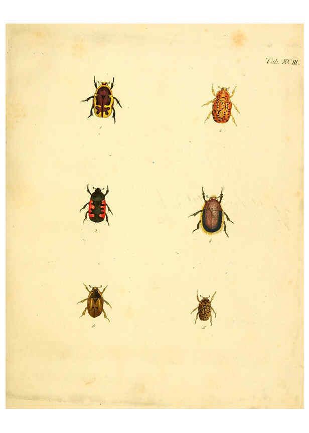 Reproducción/Reproduction 6008250107: Abbildungen zu Karl Illiger's Uebersetzung von Olivier's Entomologie plates Nürnberg :Gedruckt auf Kosten des Herausgebers,1802-1803