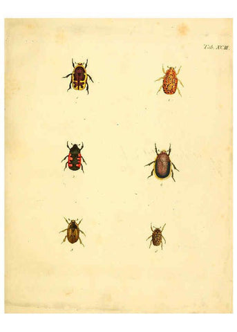 Reproducción/Reproduction 6008250107: Abbildungen zu Karl Illiger's Uebersetzung von Olivier's Entomologie plates Nürnberg :Gedruckt auf Kosten des Herausgebers,1802-1803