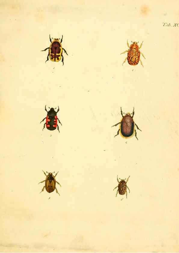 Reproducción/Reproduction 6008250107: Abbildungen zu Karl Illiger's Uebersetzung von Olivier's Entomologie plates Nürnberg :Gedruckt auf Kosten des Herausgebers,1802-1803