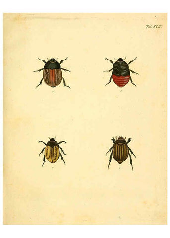 Reproducción/Reproduction 6008250249: Abbildungen zu Karl Illiger's Uebersetzung von Olivier's Entomologie plates Nürnberg :Gedruckt auf Kosten des Herausgebers,1802-1803